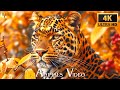 Ultra HD Animal 4K Video