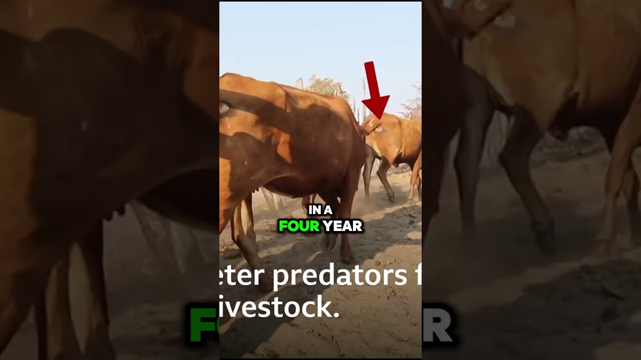 Drawing fake eyes on a cow's back can protect its life 