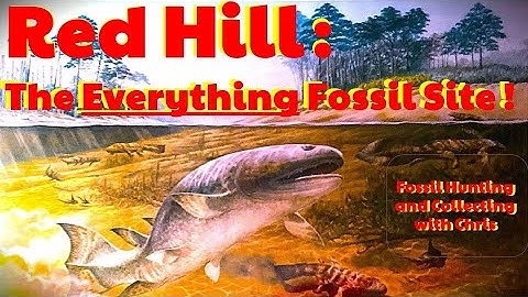 Red Hill : The Everything Fossil Site...Fish Tetrapods Plants Insects Arthropods and More Fossils !