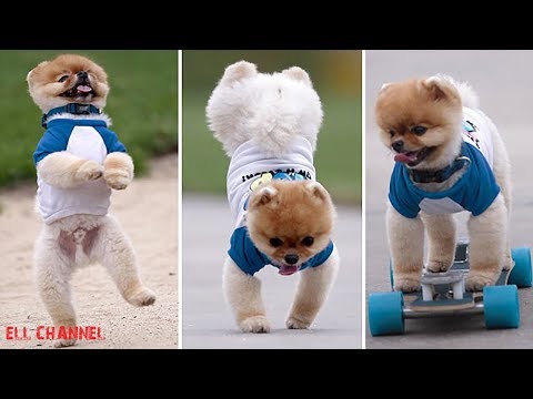 10 ცხოველი რომელმაც პატრონი მილიონერად აქცია