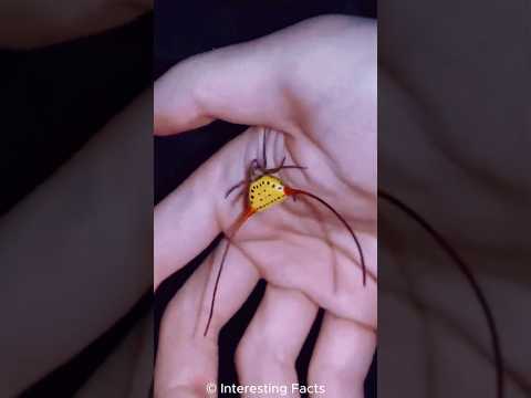 Long-horned Orb-weaver Spider