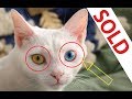 MOST EXPENSIVE CAT BREEDS IN THE WORLDS の動画、YouTube動画。