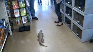 savannah monitor enclosure for sale