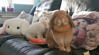 Relaxing snack time with my lop-eared rabbits, Tarzan and Pimelien.