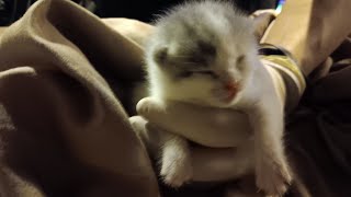 Kitten Vlog 1/3
RV Teardown & Rebuild Playlist:
https://youtube.com/playlist?list=PL6-aJ22vDCU6759kiAJnKKO1 fVu3iAY
.
Class A Living videos in order:
https://www.youtube.com/playlist?list=PL6-aJ22vDCU7TmW0SZTdFGEVJd1xHI0yx
.
Help me continue to make videos:
https://bit.ly/2MeP5zp , paypal.me/classaliving
.
Join this channel to get access to perks:
https://www.youtube.com/channel/UClxdG0UsMecARxZbAOd3GhA/join
.
#kitten #cats Kitten Vlog 1/3