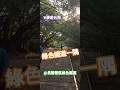 #漫遊台南 #Tainan #Taiwan #ROC ---- 綠色隧道一隅(3)