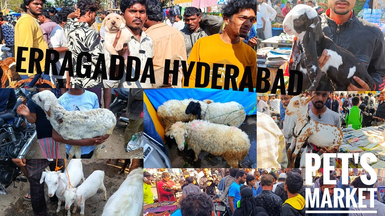 HYDERABAD'S BIGGEST PET'S MARKET | ERRAGADDA SUNDAY MARKET | GOAT'S AND SHEEP'S IN HYDERABAD