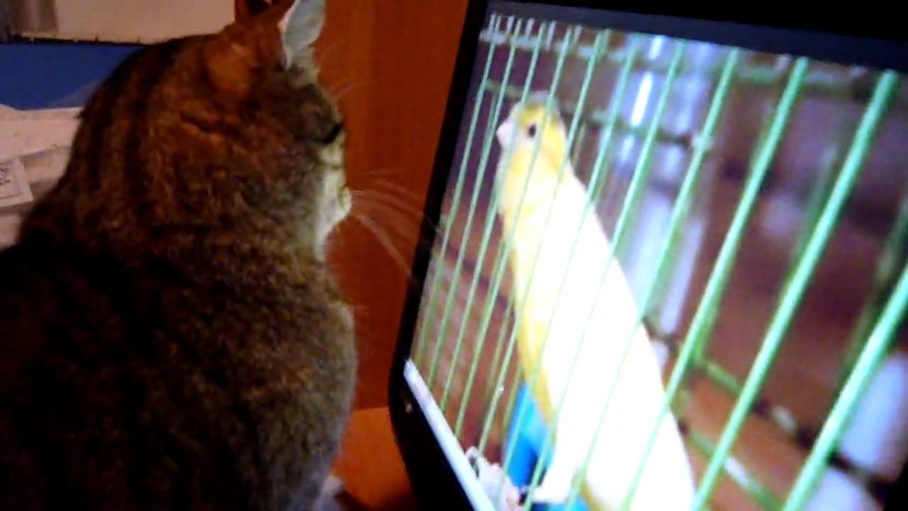 Gatto attacca canarino sul PC HD YouTube Gatto attacca canarino sul PC HD YouTube