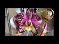 Долгожданный завоз орхидей в Экофлору  16 марта 2021 г. Пиниф, Лас Вегас, Дасти Бель, Violet Queen