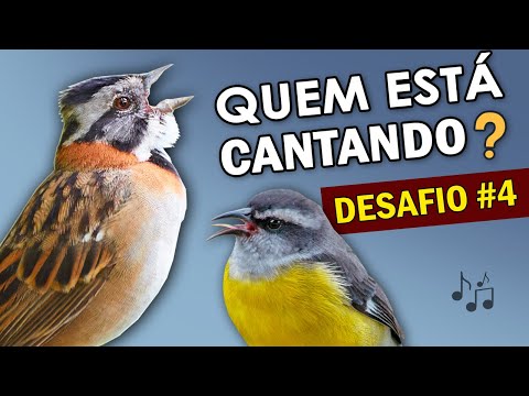 Vídeo: Que Pássaros Estão Cantando