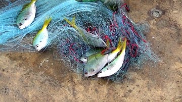 Hai bạn từ Na Uy xem cảnh sinh hoạt trên cảng cá An Thới,, đảo Phú Quốc, Kiên Giang 17/03/2019