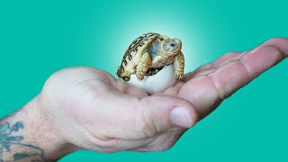 Garden State Tortoise Rescue: Surrendered Tortoises Arrive by Mail + Baby Tortoises Hatch!