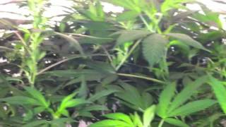 X5 LED grow light (5 watt H.O. chipsets), Week 4 Veg