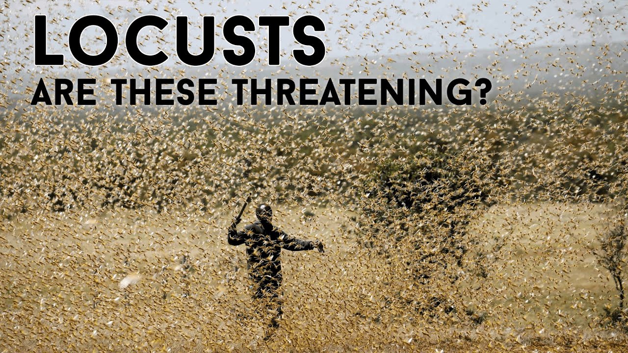 Do you want to know about locust swarm? Locusts a threat to human