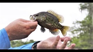 Fishing Goggleye in the Atchafalya Basin  Sportsman TV