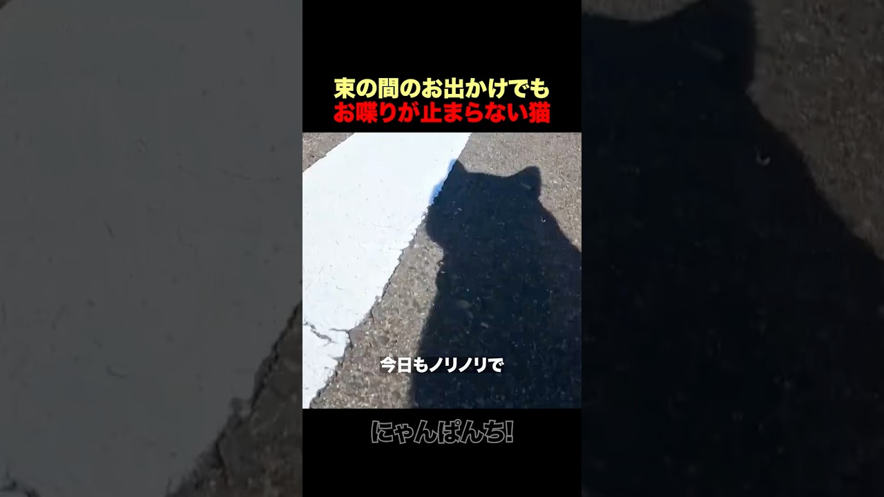 束の間のお出かけでもお喋りが止まらない猫ｗｗ