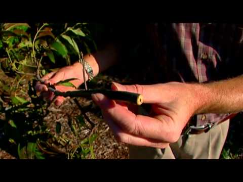 Wideo: Identyfikowanie chrząszczy Twig Sekator - dowiedz się więcej o uszkodzeniu chrząszczy Twig Sekator