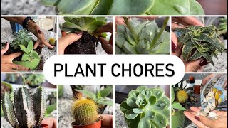 Plant chores (Cactus, and Succulents into one pot)