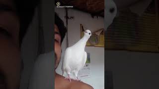 My pigeon mischief