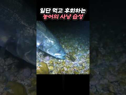 루어에 잘 반응하는 농어의 실제 사냥 습성 thumbnail