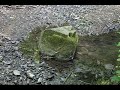 ARGON8M, STUDIOLOGICS and more … “ STONE IN WATER “ (… and how much life …) – relax jam