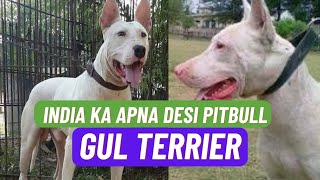 Gul Terrier Facts In Hindi || Indian Dog Breeds In Hindi || Indian Dogs by The Ultimate Channel 991 views 7 days ago 4 minutes, 42 seconds