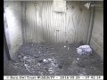 Abandoned Cornish barn owlets, little ones attacked -- Barn Owl Trust, WildlifeTV