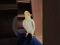 Tweety's showtime! If you're happy and you know it, Biu Biu! 🎤🦜🎶🤗 #cockatielstraining