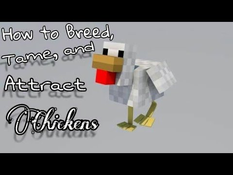 How to Tame, Breed, and Attract chickens in Minecraft ...