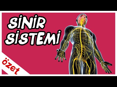 Sinir Sistemi Özet / AYT Biyoloji