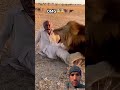 #lion #african #viralshort #lionviral #dangerous #seen @OceanSoulExplorers-r8t