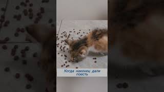 Когда приходится выпрашивать еду #cat #kitten #catlover #cute #kitty #love #pets #funny #cutecat