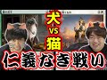 【スタンダード】ワンにゃんはっきりつける時が来た！犬vs猫デッキ対決！！Hareruya COMBAT2 vol.84-