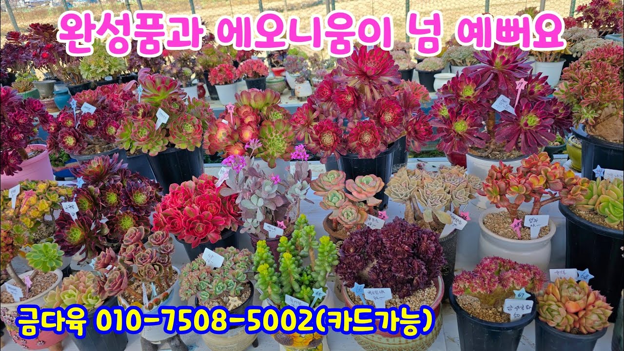 250330📍#금다육 개나리 해리왓슨 뉴진스 아레나스 썬라이즈금 핑크향비 핑크로제 니카금 신메두사 허그미철화