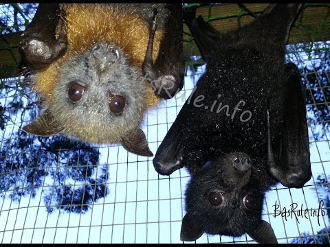 REHAB 2014 VIDEO
Megabat, Flying fox, Fruit bat, Bats N Wildlife cover image