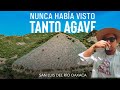 Nunca había visto tantos agaves en mi vida / San Luis del Rio Oaxaca