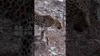 💢高原大花豹痛哭流涕！#Leopard #Animal 【跟着图尔去旅行】