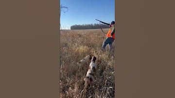 November 26 2022 pheasant hunt