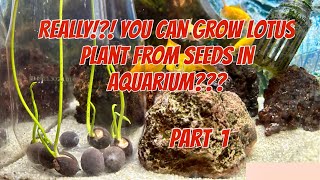 Really !?! You Can Grow Lotus Plant From Seeds In Aquarium??? Part 1