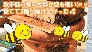 数千匹の日本蜜蜂が何と自宅巣箱2個に同時入りした(*'▽')