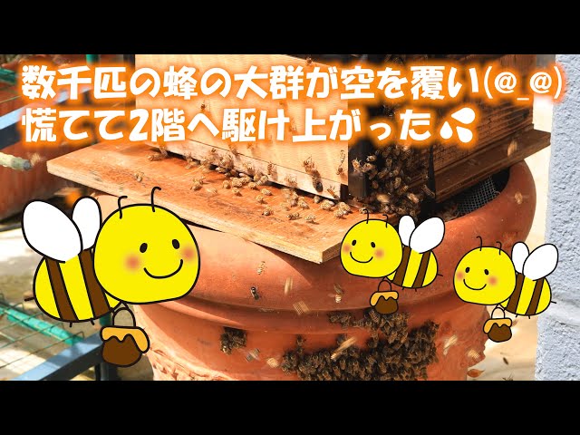 数千匹の🐝日本蜜蜂🐝が何と自宅巣箱2個に同時入りした(*'▽') - YouTube