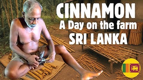 True Ceylon Cinnamon – The World’s Best Spice | Sri Lankan Cinnamon