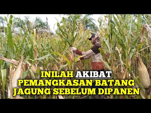 Video: IPCAPS: Paket R Untuk Pemangkasan Berulang Untuk Menangkap Struktur Populasi