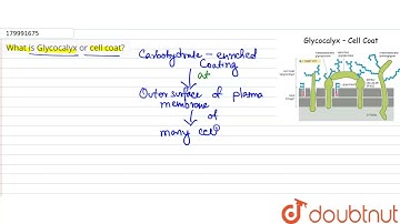 What is Glycocalyx or cell coat?  | 11 | CELL - AS THE BASIC UNIT OF LIFE  | BIOLOGY | SANTRA PU...