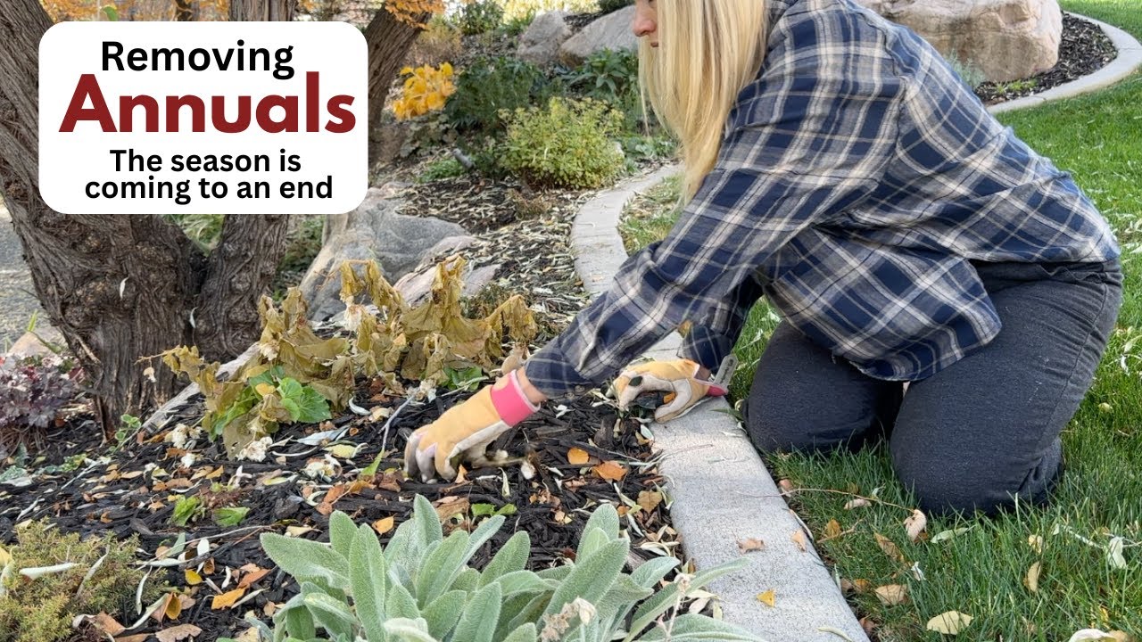 Удаление однолетних растений: сезон подходит к концу