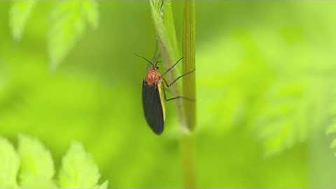 How to Get Rid of Fungus Gnats