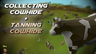 Collecting Cowhide | Testing OSRS Wiki Money Making Methods