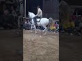اسمع مزمار الريس محمد ابواسماعيل مشتهر طوخ قليوبيه اسمع مزمار الريس محمد ابواسماعيل مشتهر طوخ قليوبيه