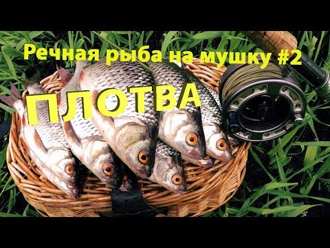 Речная рыба на мушку #2. Ловля весенней плотвы.
