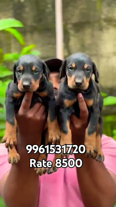 Top quality doberman puppies available in Kerala cheap price # vichu poochakkal